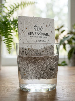 Seed Paper Life Cycle - Stage 3 (Blossom)